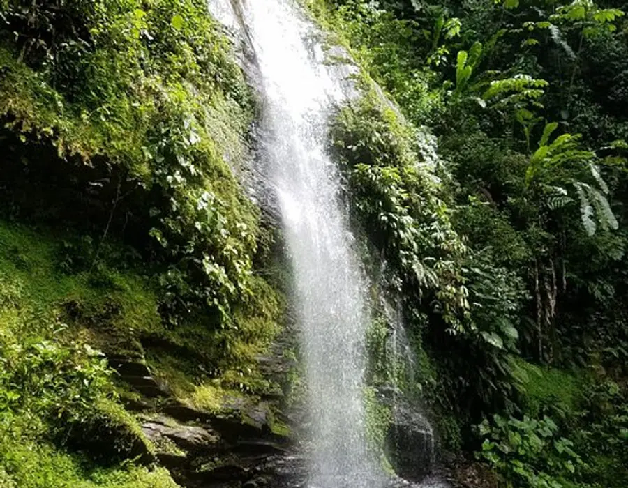 A tall waterfall pouring through mossy rainforest